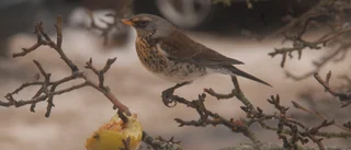 Fruktansvärt slöseri med mat och näringsämnen