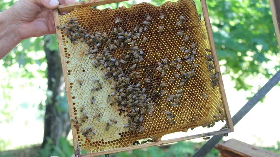 På ett år producerar ett bi ungefär en fingerborg med honung. Honung är tungt. När Ture lyfter bort en låda med honung väger den nästan 18 kilo.  