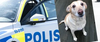 Polisen efterlyser hundägare: "Den hittades i söndags"