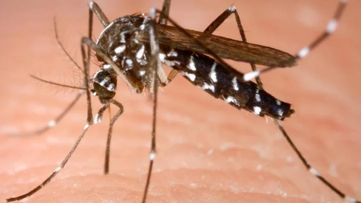Kan tigermyggan etablera sig i Sverige och därmed kunna sprida sjukdomar som zika, dengue och west nile-feber? Det ska nu forskare från bland annat SMHI försöka ta reda på. Arkivbild.