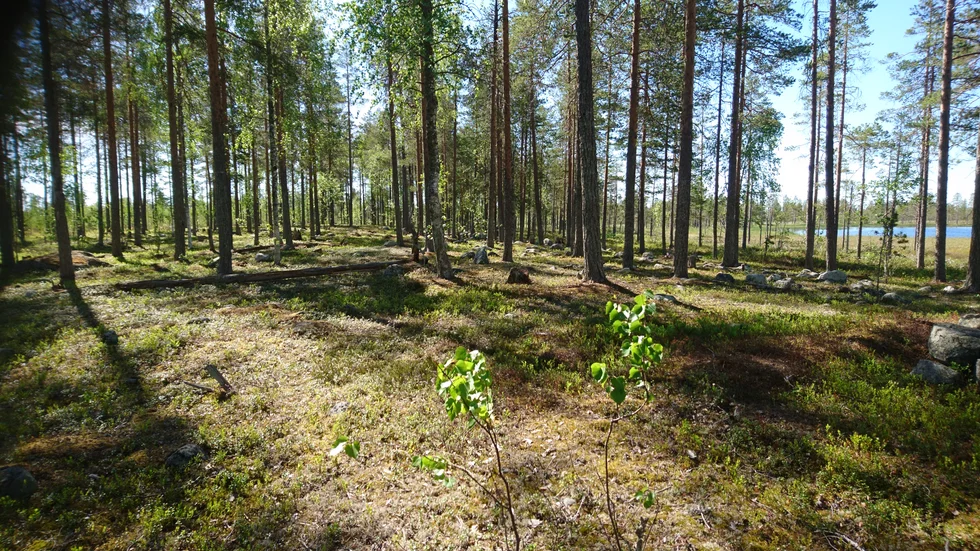 Fast det inte syns så mycket av den i dag gick den anrika "Pitestigen" fram här. Bilden är tagen mot söder cirka 500 meter från länsgränsen.