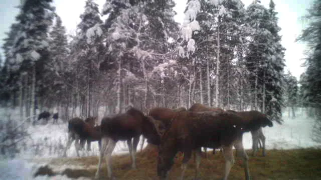 Förra vintern gav Stefan Hallnor älgarna hö för att de inte skulle bege sig ut på den svaga isen. Han minns att det kunde vara 50–60 älgar vid utfodringsstället. (Arkivbild)