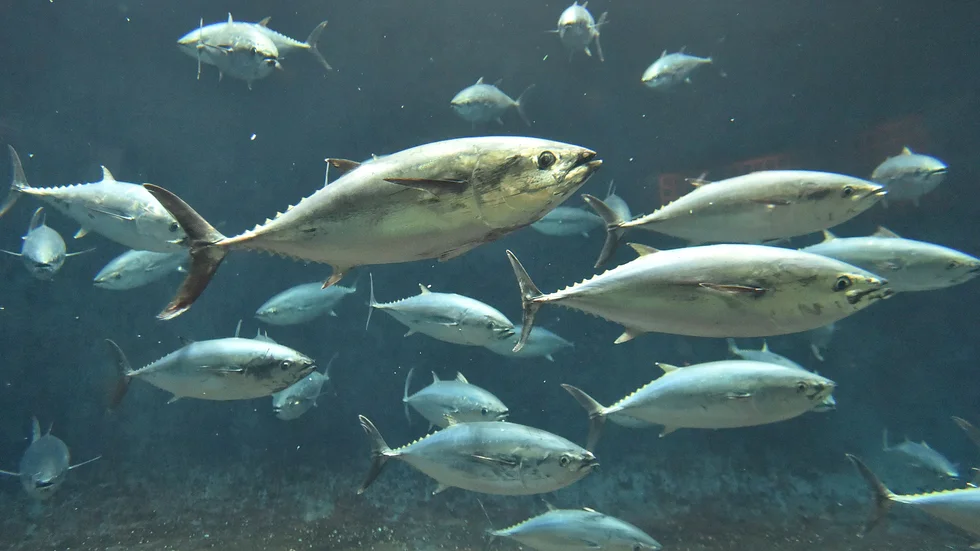 Mycket av tonfisken fiskas på ett sätt som är dåligt för både djur och natur.