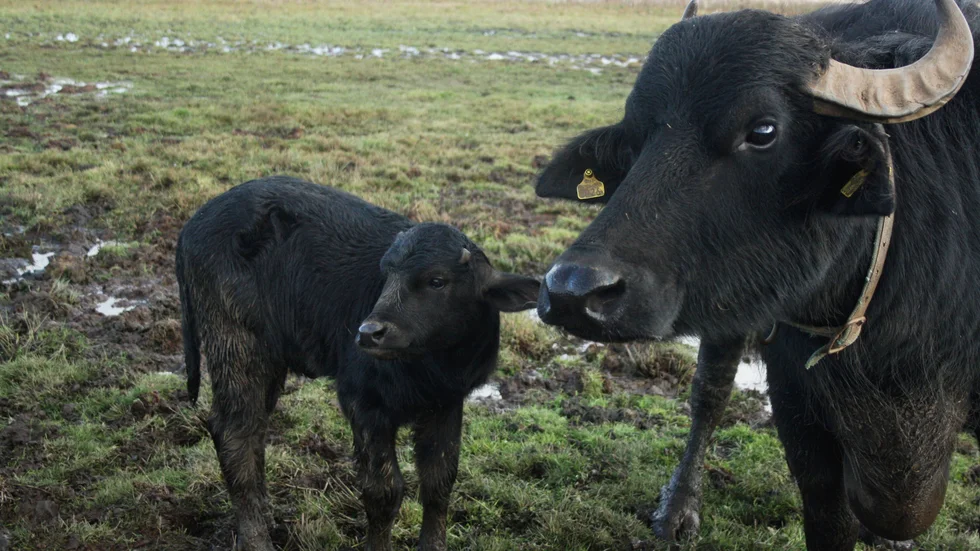 Vattenbufflarna i Fysingens naturreservat har fått tillökning.