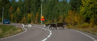 Kraftigt underkänt för företagsklimatet i Norrbotten