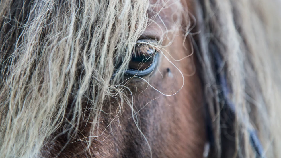 Arkivbild — hästen på bilden har ingenting med artikeln att göra. En veterinär i Västerbotten har anmälts till Ansvarsnämnden för att en häst fick avlivas efter felaktig behandling.