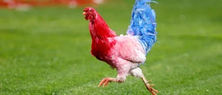 Galande nationalsymbol väcker känslor