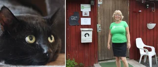 Ökat intresse på katthemmet: "Vi har jättefå katter" 