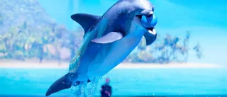 Ny delfinshow med budskap