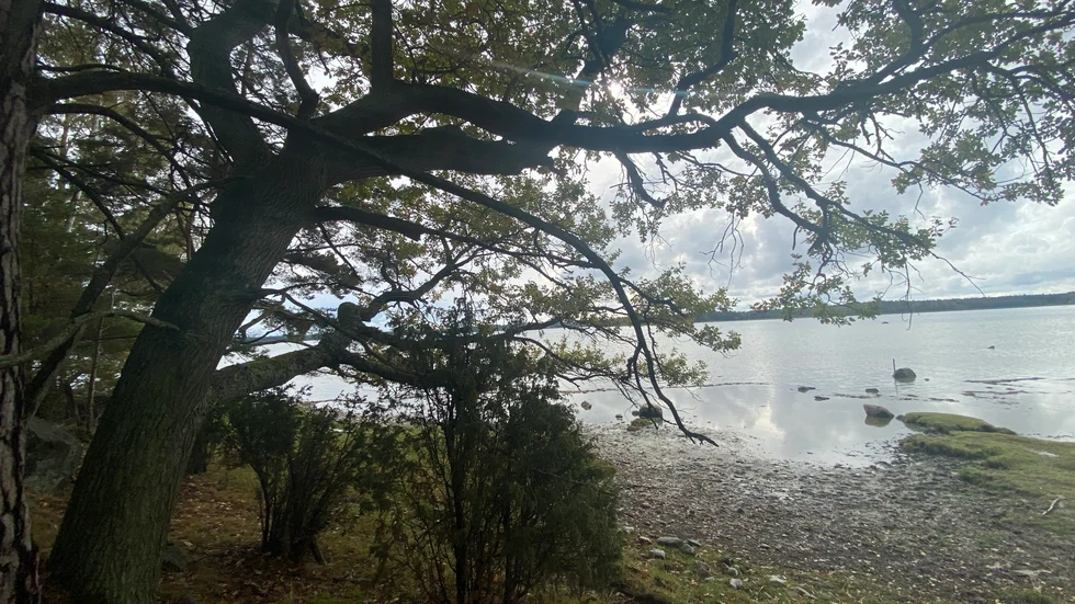 Det ska avverkas på Tallaren vid södra Strandstuviken, för att gynna ekar, bland annat.