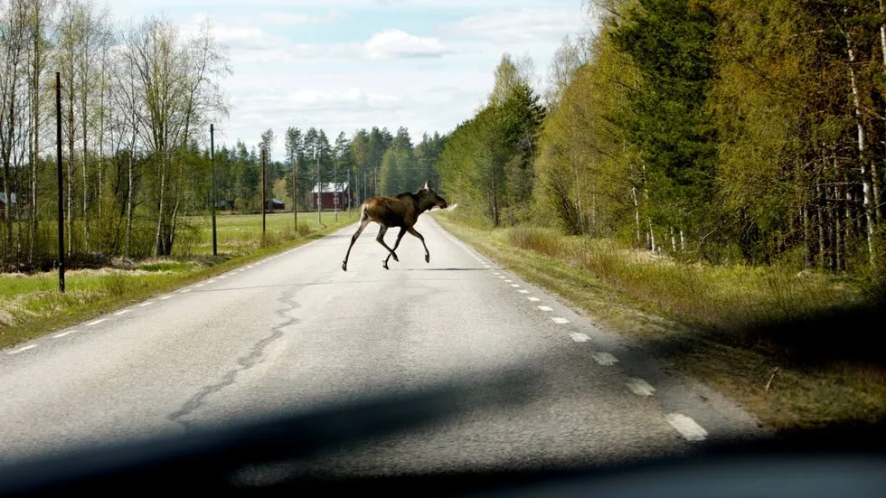 Hittills i år har 38 000 viltolyckor inträffat. (Arkivbild)