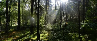 Många barn kommer inte ut i naturen