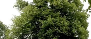 Våg av inbrott i sommarstugor
