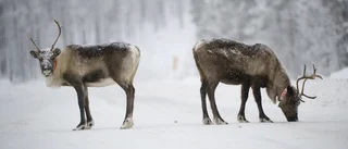 Ovanligt många renpåkörningar