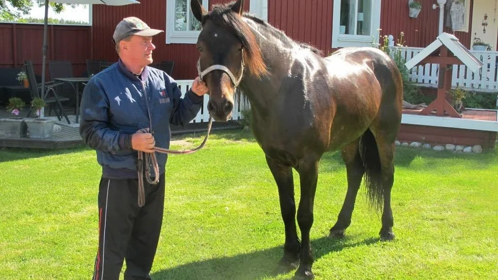 Kallblodet Ulfaks har vunnit två raka i Lars Marklunds regi. I lördags öppnade han V65-spelet i Skellefteå med seger över bland andra Hallsta Lotus och Best Elden.