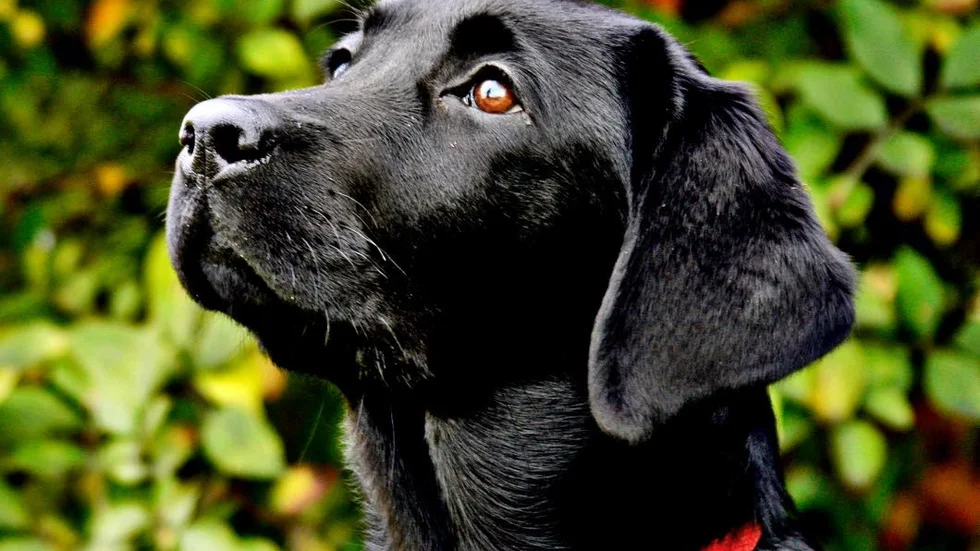 Blandrasen är populärare än Labrador retriver som ligger två.