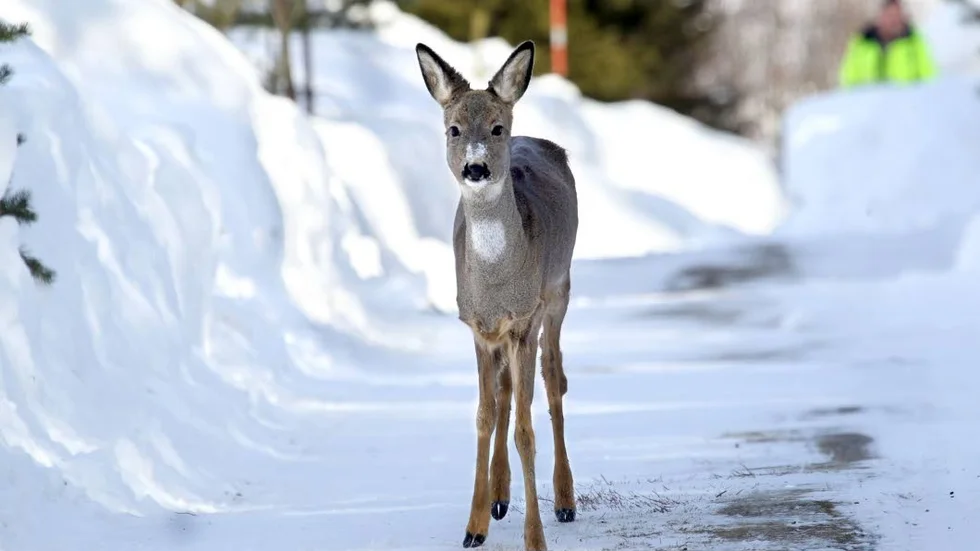 Självdött. Det är mycket snö och tufft för rådjuren att hitta mat. Jägaren Robert Ström tror att rådjuret på isbanan dött av utmärgling och att tassavtrycken kommer från en stor hund. (arkivbild)