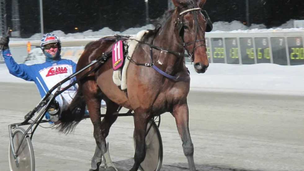 SIKFORSJUBEL. Skellefteproffset Jens Eriksson vann V5-4 med amatörtränade Sikforshästen Squid. Andra tävlingsdagen i rad som Jens fick segerdefilera med Christine Axelssons hästar.