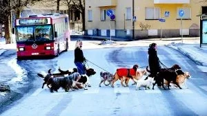 Ett nytt hunddagis planeras i Finspång. Socialförvaltningen undersöker just verksamheten som skulle skötas om av personer med funktionshinder. Bilden är tagen från ett annat hunddagis. Foto: Scanpix