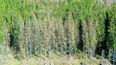 Granar som drabbats av granbarkborrens härjningar blir först bruna i toppen, sedan dör trädet.  Foto: Johan Gustafsson
