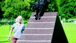 Bild 5: Blandrashunden Daisy och föraren Moa Gusfors, från Söderköpings BK i lördagens agilitytävling. Bild 44: Flatcoated retrievern Lisa tar sig över banans högsta hinder. Föraren Marie Olsson, Söderköpings BK, ger kommandon vid sidan av. Bild 53: Golden retrievern Thyra, Linköpings Hu, flyger över hindret. Bild 92: Blandrashunden Ruffe hoppar igenom däcket. Föraren Kerstin Lindgren, Finspångs Brukshundsklubb, ser till att Ruffe springer rätt.  Foto: Johan Gustafsson