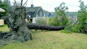 Foto: HANS BRANDIN Tallen brakade i backen mellan två fastigheter på Tallgatan i Gamleby. Den föll på precis rätt ställe utan att orsaka några nämnvärda skador.