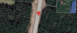 Rådjur på vägen