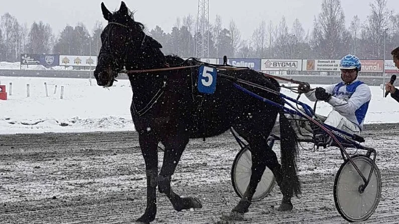 VANN LÄTT. Global Survival lekte hem V4-2 i händerna på Nils Westerberg. Piteåekipaget spårade varenda meter av loppet.