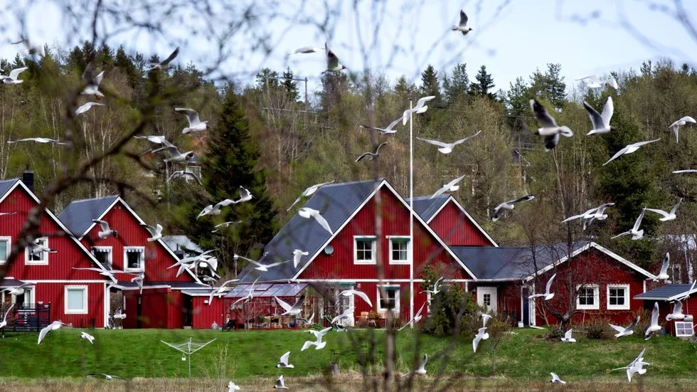 MÅSAR. "Uttrycken kring den alltmer urbaniserade människans fjärmanden från naturen tar sig mer eller mindre tydliga uttryck. Vi ska inte behöva vara rädda för någonting. Om måsarna, som fanns där långt innan bebyggelsen, skriar och uttrycker sin livsglädje i Ringiusviken under ett par korta försommarmånader, skjut dem!
Visst hör ni väl hur galet det låter?"