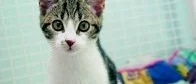 Brottsligt att överge katten