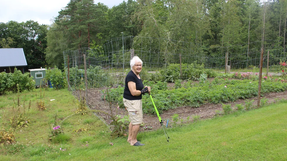 Enligt Anne-Britt Pettersson är det fler som har samma problem som hon och hennes make har. Hjortarna håller också till mitt i samhället. 