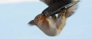 Akrobatik på lunchen                            