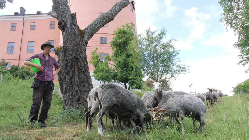 Här i Slottsbacken får fåren göra det som får gör bäst: äta. Hur länge de blir kvar beror på hur länge betet räcker.