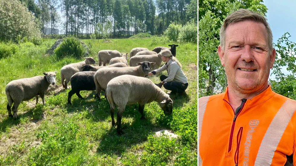 Betande får har intagit Lövåsen, i skogen bakom Dollarstore. På bild ses också Robert Henriksson, arbetsledare i Katrineholms kommun, samt Elin Lund, djurförman och driftledare på Sjöholms gård. 