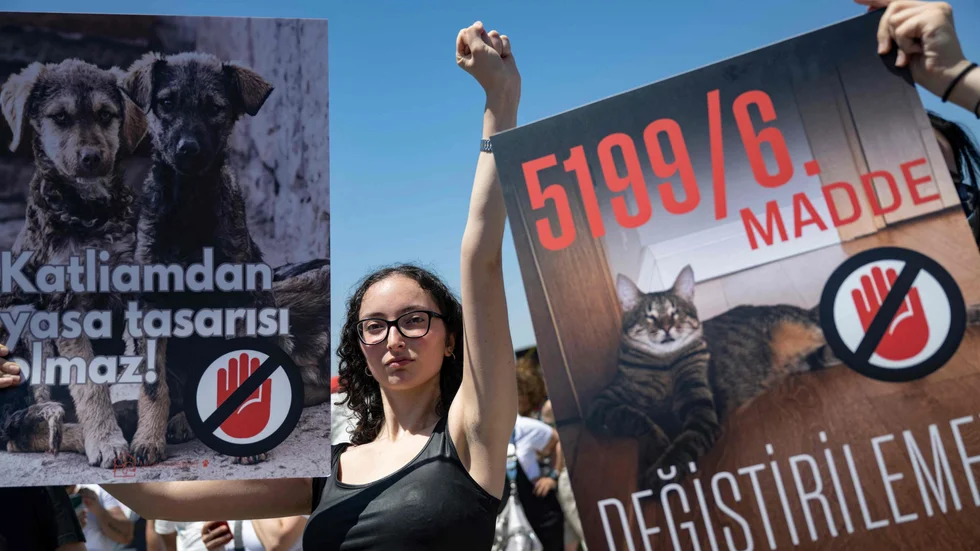 Djurrättsaktivister i Istanbul protesterar mot ett lagförslag som innebär att gatuhundar kan avlivas.