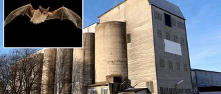 Fladdermöss kan avgöra silons öde – frågan hos länsstyrelsen