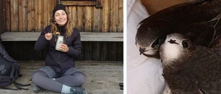 Supersnabba fågeln hotad i Östergötland – vill bo nära människan