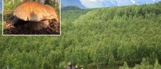 Två svenska turister svampförgiftade i Norge