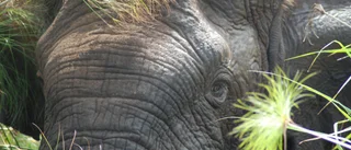 Djurparkens sista elefant frigiven