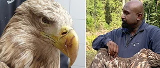 Här fångas den förgiftade örnen in