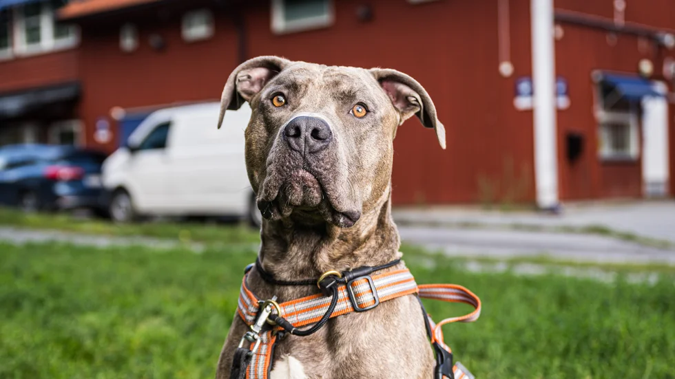 En hund av rasen American Bully har blivit omedelbart omhändertagen efter att ha attackerat människor och en annan hund vid flera tillfällen i Finspång. Hunden på bilden är inte på något sätt inblandad i attackerna i Finspång. 