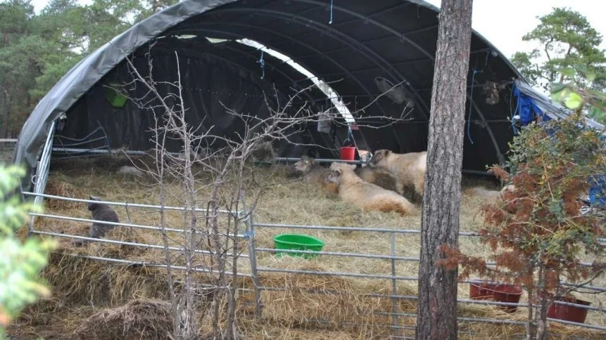 En bild från en av länsstyrelsens många kontroller på Gotlands djurfristad. Enligt länsstyrelsen var taket på insidan av ligghallen mögligt och det låg plastrester och annat som kunde skada fåren i hallen.