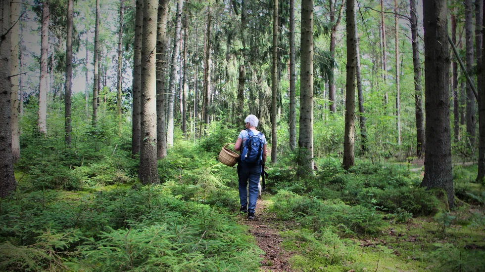 Svamp i svampskogen. 