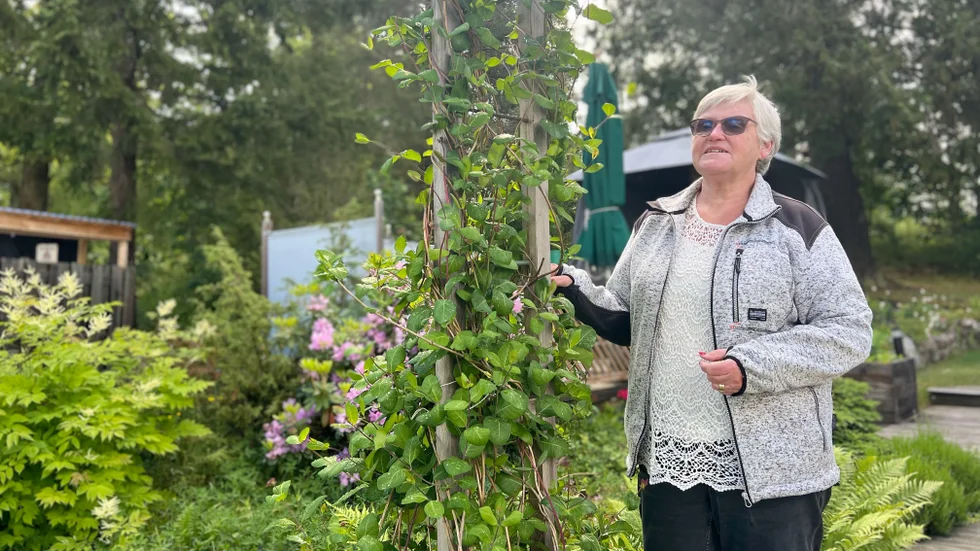 Gunilla Sjöberg har hemma i Ljungsbro en 100 meter lång rabatt längst trädgårdstomten. Hon gillar växter som är perenna. 