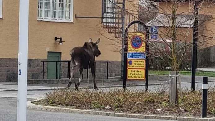Älg på vift
