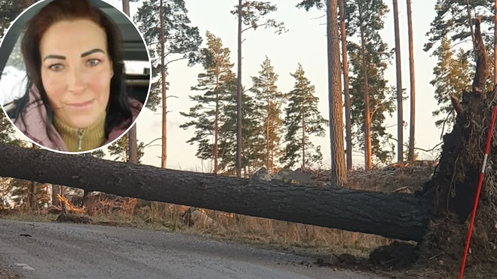 Den fallna furan på nära håll. Infälld syns Anna Österberg som tagit bilderna och varnade boende i Facebook-gruppen Härligt härliga Härad.