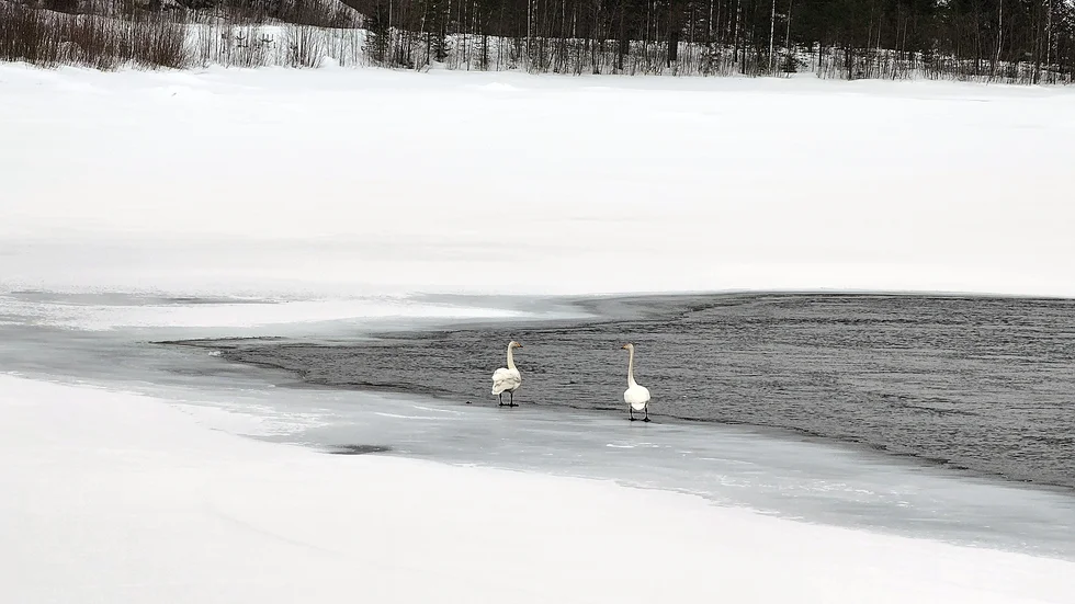 Sångsvanar i Luleå.