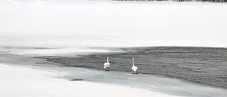 Läsarbild: Sångsvanar i Luleå 