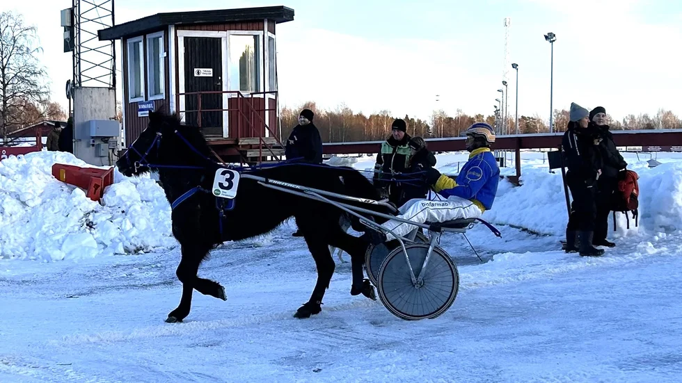 4-åriga Lillpitehästen Wild Å Vacker vann överlägset under Skellefteåtravets premiär. Oddset premiärdagens högsta 17 gånger insatsen.