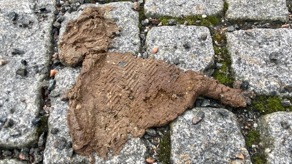 Någon har fått hundbajs under skon. Arkivbild